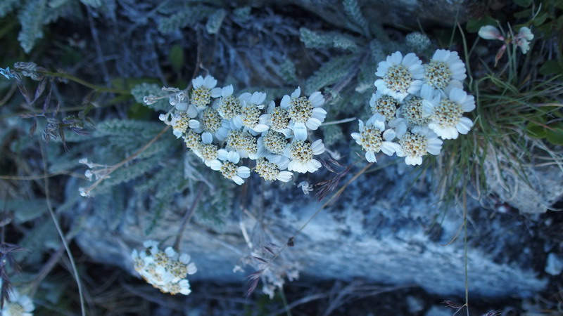 Achillea nana / Millefoglio nano